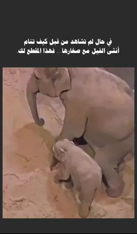 في حال لم تشاهد من قبل كيف تنام أنثى الفيل مع صغارها... فهذا المقطع لك. #السعودية_الكويت_قطر_البحرين_عمان_الامارات_العراق_اليمن_لبنان_مصر_السودان_ليبيا_تونس_الجزائر_فلسطين_الاردن_سوريا_المغرب 