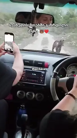 #ფორიუ #foryou #foryoupage❤️❤️ #bachka #georgia 