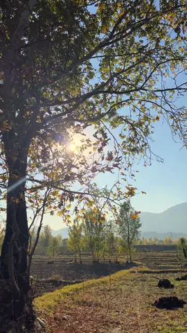 عمر گزر گئی ایک پھول کی حفاظت کرتے کرتے جب خوشبو کے قابل ہوا تو لوگوں نے چین لیا۔🍂 #poshtosong #poshto_poetry #naturalbeauty #foryou #villagelife 