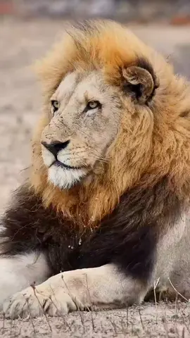 Ali Ali 🌹🌹🥀🥀