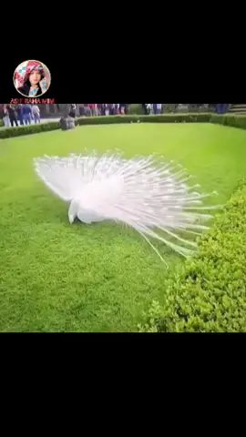 #আসলামু_আলাইকুম #ইসলামিক_ভিডিও_🤲🕋🤲 #foryoupage #foryou #unfrezzmyaccount 