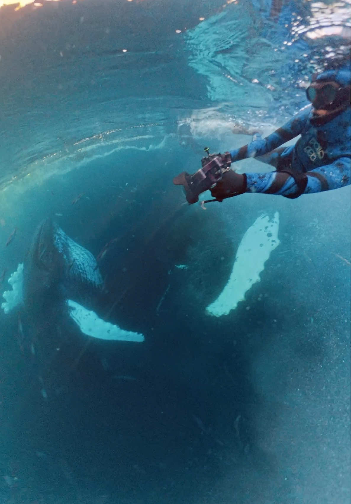 First one was close but the next two…. A little too close 🤣 #norway #dive #humpbackwhales #arctic #underwater 