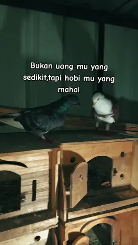 #merpatibalapindonesia #merpatitomprang #cilacap #merpatikolong #merpatilovers 