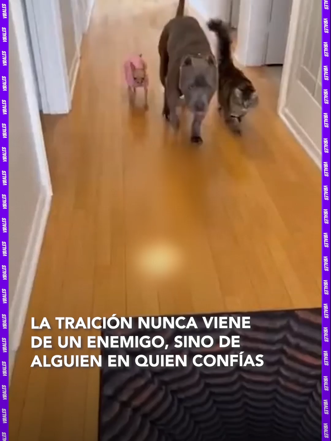 #Virales |Un momento que parecía un simple juego se volvió inolvidable: la ilusión 3D engañó al gran perro, y la traición vino de quien menos lo esperaba. Fuente: sant4flow ▶️ Más información en www.reduno.com.bo #RedUnoDigital #RedUno #Notivisión