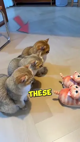 Love cat #creatorsearchinsights #pet #animals #viral #viraltiktok 