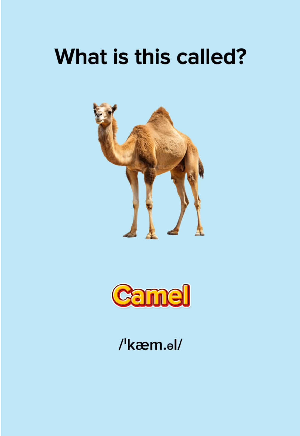 Learn Animals in English #englishlesson #englishwords #learnenglish #animals #EduTok 