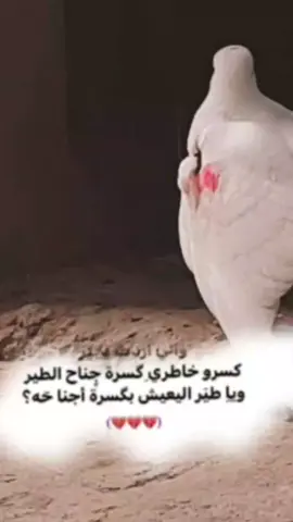 عفت كلبي يمامه بشبجت اللوعات 😢💔#باسم_الكربلائي #حزينہ♬🥺💔 #هاشتاق #