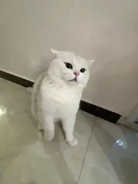 #cat #pets #douyin #xuhuong #meownetwork 