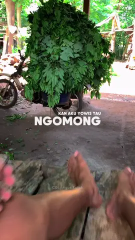 #CapCut #ngaret #peternakmuda #fyppppppppppppppppppppppp 