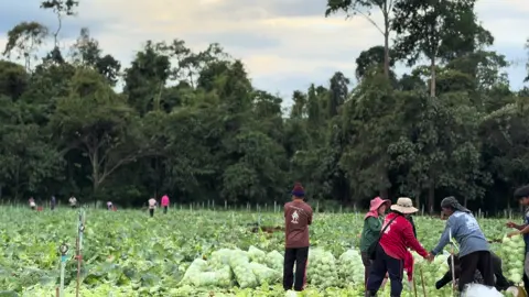 เหม็นเขียวครับ แต่ดีกว่าเหม็นน้ำลาย 😬🥬 กาญจนบุรี-ตลาดศรีเมือง🫰🏻
