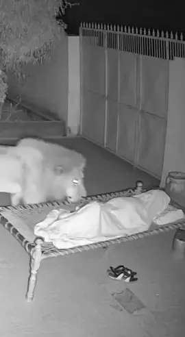 Terrifying Nighttime Lion Attack captured on cemra #sora2 