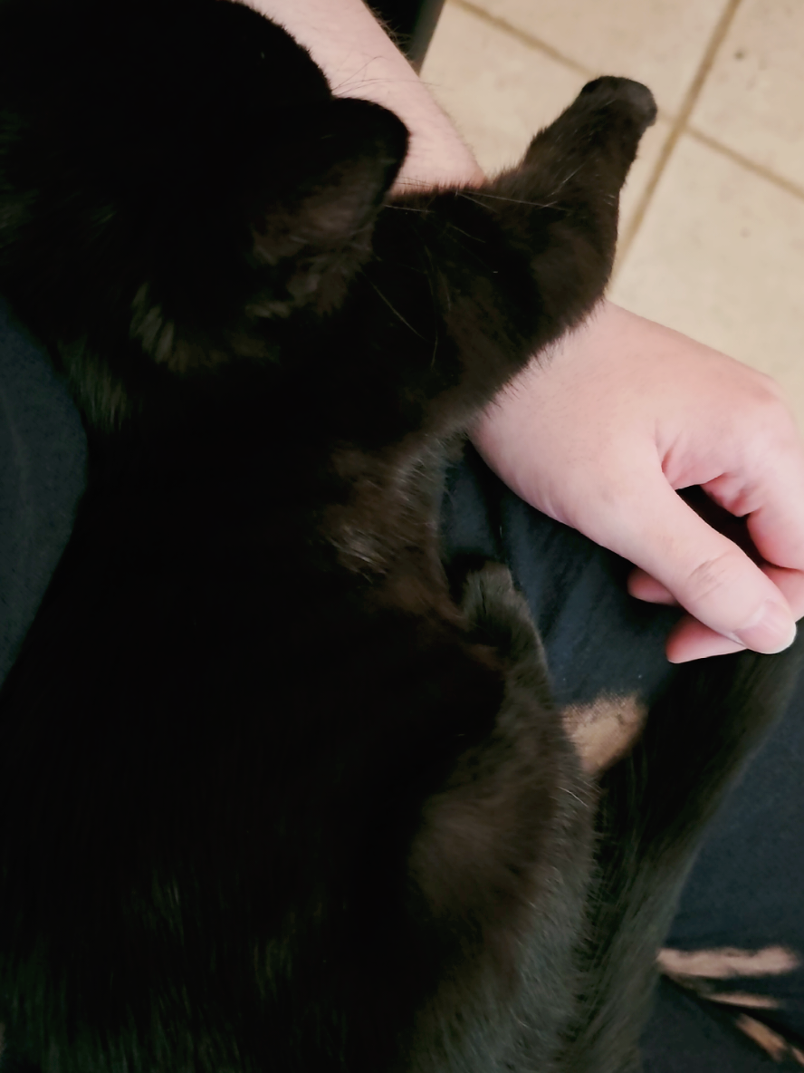 I lost 2 jobs 1st one against my will, my manager hated women and I was the only female employee so she kept creating problems and lied about me to the point I was fired, second job I was forced to stand in one spot for nine hours with no help and no bathroom breaks no water and I have kidney and bladder issues and also anxiety so I had to leave especially with being harassed by customers nonstop. I lost my last of 3 brothers, none of us talk to one another and I have no contact with any of them the last one moved away and didnt say anything but thats okay im glad hes getting away from here. I gained so much weight I don't even recognize myself, ive had people lie about me and make me seem like a problem for having social anxiety, I never had any malicious intent but people see me as they want and that's life, I have no friends or family other than my mother who's rapidly slipping away mentally from years of drug and alcohol abuse, and today I face possible homelessness which would make the 3rd time I'd be homeless if I do. I miss my old home from years ago, I miss the past even tho alot of bad things happened. im so tired mentally, but im still so lucky to have mavis even tho sometimes I feel like she doesn't like me but thats just my brain hating me. I hope you all love mavis as much as I do 🫶🏻 and please don't judge someone for loving a pet like its their world cuz for people like me she's all I have. #kitten #catsoftiktok #kittensoftiktok #blackcat #sleepycat 