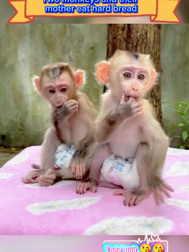 Two monkeys and their mother eat hard bread #monkeys #pet #monkey #babymonkey #animals 