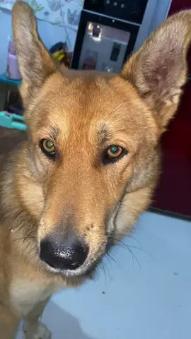 大黃很乖#大黃 #狗狗 #狗狗的日常 #狗狗成精了 