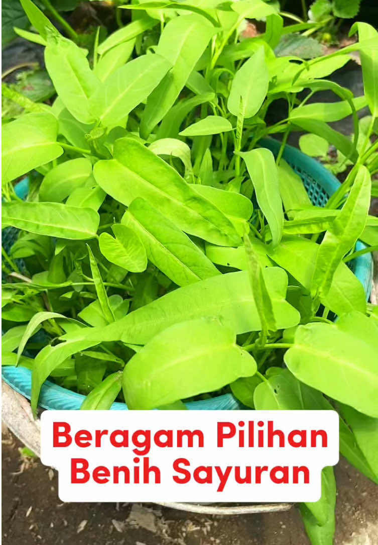 Mau beragam benih sayuran kamu bisa pilih disini terdapat sampai 100 pilihan benih sayuran #benihsayuran #benihseribuan #berkebundirumahaja #berkebun #urbanfarming 