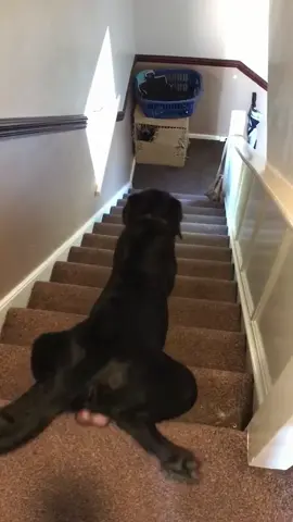 Try not to laugh 😂😂😂 #animals #haha #dog #cat #pet 