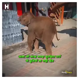 #myviralvideo #Aama ko kakh vanda suratxit thau yo duniya ma kahi xaina..❤️‍🩹🤗#keepsupporting #foryou #foryoupage 