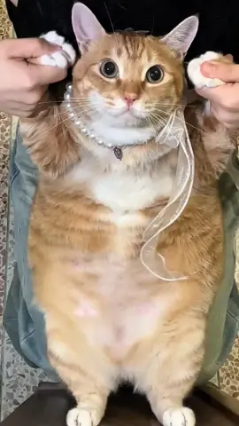 Dance #cat #catsoftiktok #cats #fyp #kucing     ❣️: 71U邱