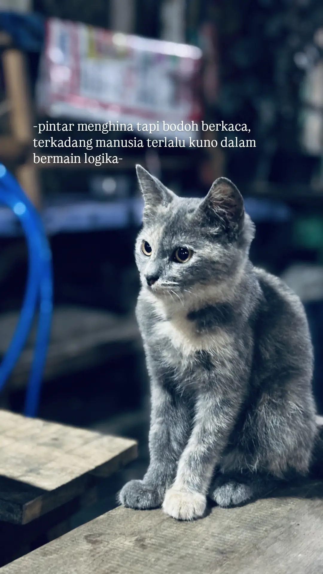 #foryou #foryoupage #fyp #masukberanda 