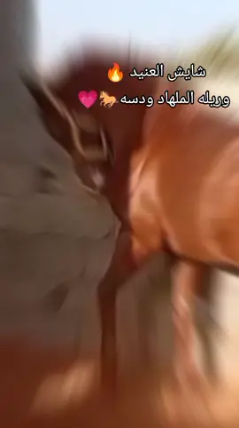 فرسان من يقوللنا شن معني حركات لحصان  #صلاتكم_علي_النبي_😍😍👋🏻  #الخيل_عشق #الخيل_معقود_في_نوصيها_الخير❤✔ 
