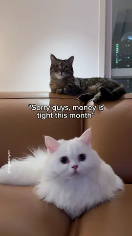 He didn't even hesitate💀 #cute #cat #catsoftiktok 