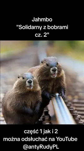 #muzyka #tusk #bobry #plk #pkp 