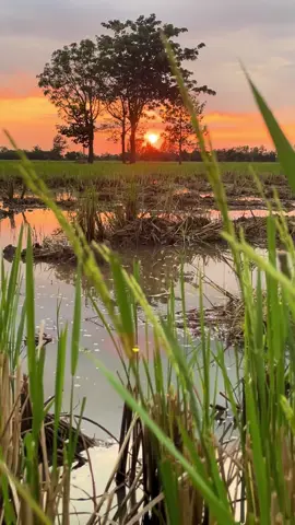 จังหวัดหนาวกันแล้วบ้าง 😊🫶🏻#วิวบ้านนอก #ธรรมชาติ 