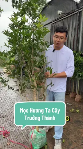 Trong nhà các bác có thể không trồng cây gì nhất định phải có cây hoa Mộc Hương này nhé🥰 #nhavuonngoclam #cayhoa #hoamochuong #mochuong