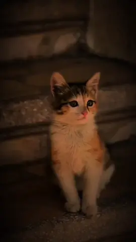 تغادر الأماكن التي لا ترغب بنا 🍃❤️‍🩹  #الحمدلله_دائماً_وابداً 