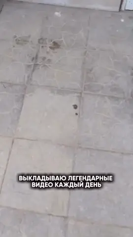 #приколы #мемы #😂😂😂 #камапуля #лайк❤️ 