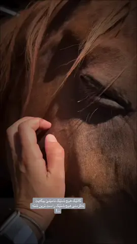 #CapCut #ماشاءاللە #ماشاءاللّٰه_سبحان_اللّٰه_💖 #خيل_وخياله🐎 #الشعب_الصيني_ماله_حل😂😂 