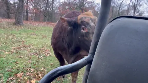Did anyone else hear him say mmmhummm… #redfordthebull #rufusthebull 