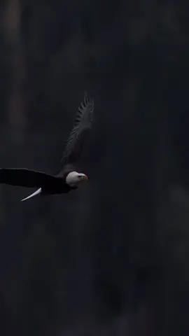 #galayryahow lamaansaday #zinara🍁✨️ #fybシviral #foreyoupage 