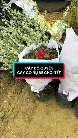 Tết mà có cặp hoa đỗ quyên chưng thì vừa đẹp vừa sang mà còn mang lại Tài Lộc may mắn cho gia chủ nữa ạ. #hoadoquyen #doquyen #caydoquyen #doquyenbonsai #nhancayxanh  @Nhân cây xanh 