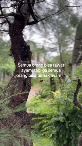 #peternakmuda #peternakayamindonesia #peternakayam 