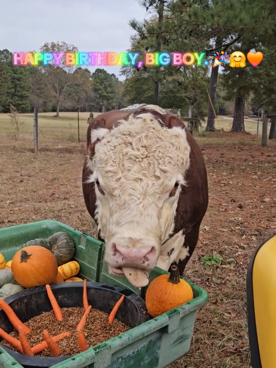 Yesterday, was Curly's 13th Birthday and Dad made sure he got.his favorite birthday treat, Carrot 'Cake' 🧡🥕🎂🤗 #bulltok #fyp #WhitleyFarms #farmtok #bullsoftiktok 