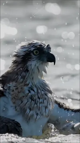 #CapCut #aljanubi_22ws #مشاهير_تيك_توك #محمود_الجبلي #الشعب_الصيني_ماله_حل😂😂 