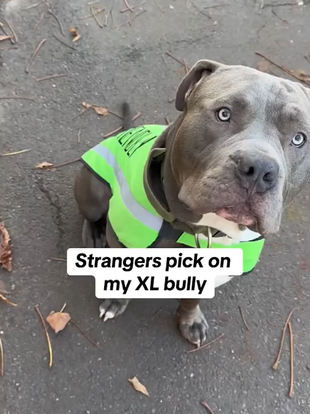 Well said 👏👏👏👏 ( @mooholloway14 )  #xlbully #xlbullynation #dogsoftiktok #doglover #fyp