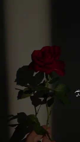 #صدفة_ومن_بين_كل_الناس_علقني #تصميمي #تصميم_فيديوهات🎶🎤🎬 #مجرد________ذووووووق🎶🎵💞 