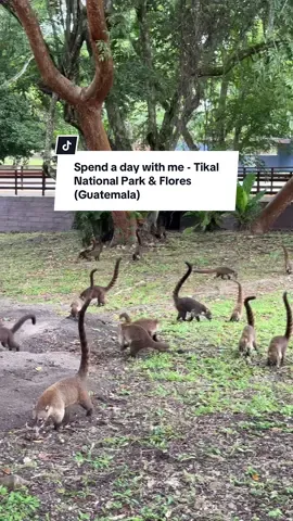 atentie jaguaaari #fyp #foryou #foryoupage #teodorastoica #dailyvlog 