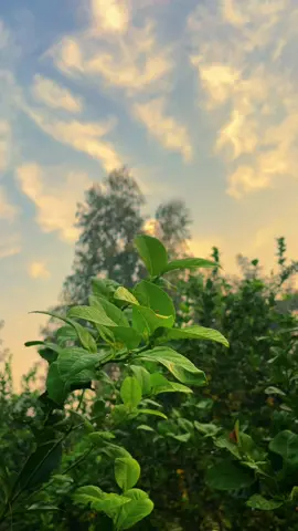 دکھ بلکل ختم نہیں ہوتے، ہاں مگر ان کی شدت بھی ایک سی نہیں رہتی.. وابستہ تعلق کمزور ہو جاتے ہیں.. یادیں دھندلا جاتی ہیں، انسان سنبھل جاتے ہیں اور زندگی اپنی تمام تر محرومیوں کے ساتھ چلتی رہتی ہے....🥀@احمد 🌸 