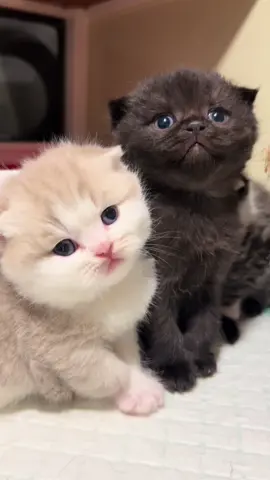 🫶🏻🫶🏻🫶🏻🫶🏻🫶🏻#adopsikucing #cats #lucu #catsoftiktok #kucing 