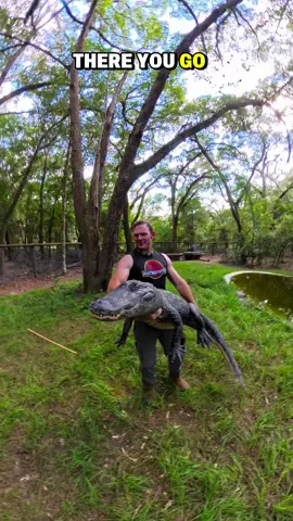 Picking up Bella the 8ft alligator!! This is a demonstration of the trust I’ve built with her! “You mean you trust her?” NO WAY, I don’t trust her at all, she bites 😂. I mean how she trusts me to allow me to pick her up and hold her, she knows I’m not going to hurt her and lets me hold her. She’s clearly annoyed 😂 but still tolerated it. When I set her down she does a few half hearted swings hoping for food, but nothing with any real intent.  ~~~Our rescue gators are wild caught nuisance gators that would’ve otherwise been destroyed. The state of Florida destroys 8,000 “nuisance” gators annually, but we don’t have a nuisance gators problem but rather a nuisance HUMAN problem. 1k people a day move to FL, unsustainably developing the land, and a lot of ignorant people making a nuisance out of themselves. NEVER feed a wild gator, never have kids or pets near the water, and never swim in gator habitat! And of course, never attempt anything you see in my videos! Remember guys, we support our sanctuary through social media, so if you’d like to help the animals (for free), please like, leave a positive comment, and share!! We greatly appreciate it and so do the animals!  If you would like to donate to the care of the sanctuary animals, we greatly appreciate any support!! You can make a tax deductible donations directly through our website bellowingacres.org  @bellowingacres  #animaleducation  #Animals #educational     #Gator #Alligator        CG 