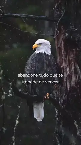 #visaodeaguia1 #fyp #viral