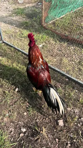 #ไม่ใช้การทารุณกรรมสัตว์❤🐔 #ค่ายลูกเสือ #การอนุรักษ์ไก่ใต้🐓❤️ 