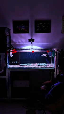 Thử “đắm mình” trong cảm giác xem cá Gi rô quẫy tung mặt nước — nhìn đơn giản mà cuốn thật sự. Hệ lọc thùng nhựa xoay vòng hoạt động trông đã mắt luôn. #giRo #cảnhquấynước #bểcá #lọcthùngnhựa #nuôicá  