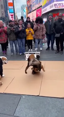 Street Dance Battle: Two Dogs Owning the Block! #DogDanceBattle #StreetDogs #FunnyPets #DogComedy #ViralPets