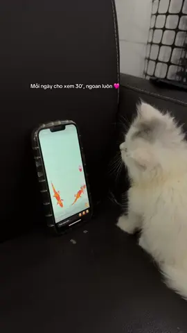 Điện thoại giờ để cho ẻm xem luôn 😝 #nokapet #cutecat #meme #petlife #yeuthucung 