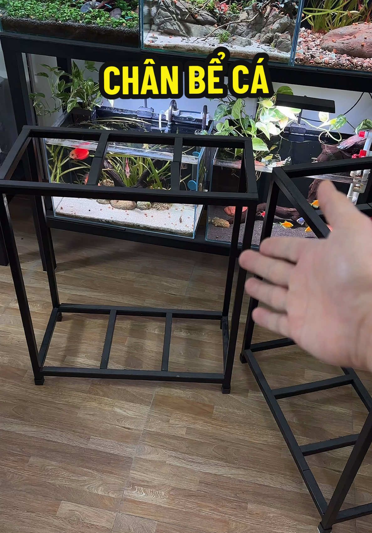 Review Chân bể cá nhỏ cho mng nhé #achinchoica #phukienthuysinh #setupbeca #cacanh #thuysinh 