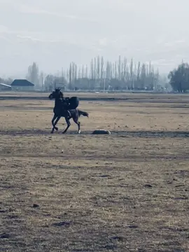 #улак #лошадь #fypppp #рекомендации 